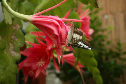 Pathenos Sylvia auf Kakteenblüte