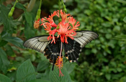  Romanzowia auf Hibiscus