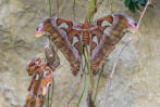 Attacus-Atlas-Falter