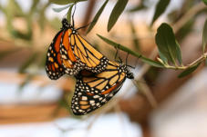 Monarch Plexipus