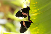 Parides Iphidamas