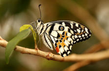 Papilio Demoleus