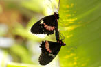 Parides Iphidamas